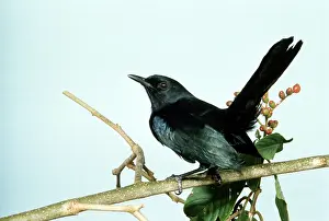 Catbirds: BLACK CATBIRD