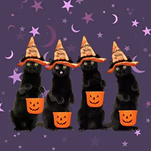 100817: Black Cats, wearing halloween witches hat carrying