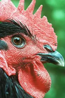 Comb: Black of Challans CHICKEN - Cockerel, French breed