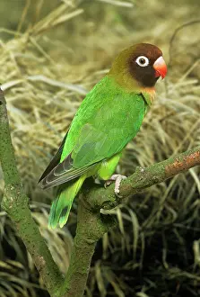 Lovebird: BLACK-CHEEKED LOVEBIRD