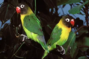 Lovebird: Black-Cheeked Lovebirds