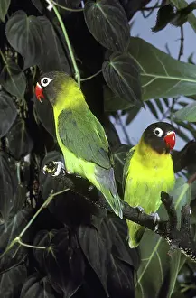 Lovebird: Black-Cheeked Lovebirds