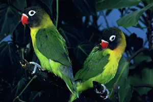 Lovebird: Black-cheeked lovebirds