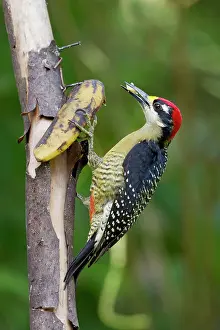 Pucherani: Black-cheeked Woodpecker