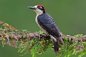Pucherani: Black-cheeked Woodpecker