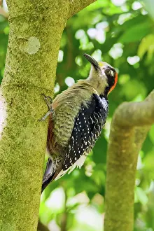 Jose: Black-cheeked Woodpecker