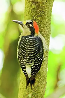 Jose: Black-cheeked Woodpecker