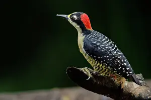Selva: Black-Cheeked Woodpecker