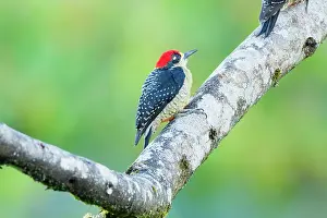 Melanerpes: Black-cheeked Woodpecker