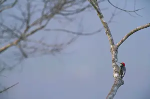 Melanerpes: Black-cheeked Woodpecker
