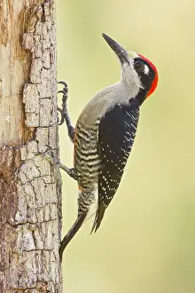 Melanerpes: Black-cheeked Woodpecker (Melanerpes pucherani)