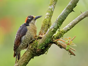 Melanerpes: Black Cheeked Woodpecker Melanerpes pucherani Ec
