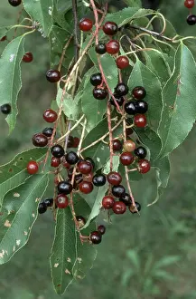 Cherries: Black Cherries