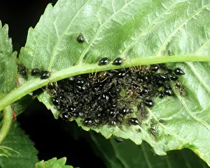 Soldier: Black cherry aphid infestation