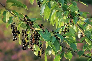 Serotina: Black Cherry - berries