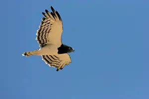 Pectoralis: Black-Chested / Black-Breasted Snake-Eagle - In