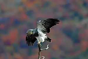 Melanoleucus: Black-chested Buzzard-Eagle