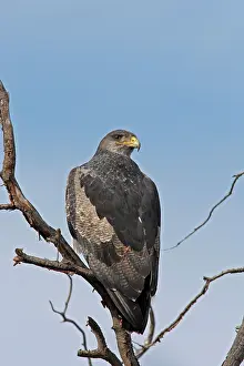 Melanoleucus: Black-chested Buzzard-Eagle
