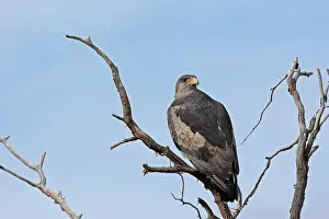 Melanoleucus: Black-chested Buzzard-Eagle