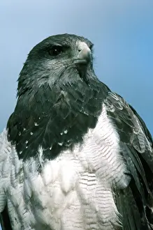 Ecuadoran: Black Chested Buzzard Eagle