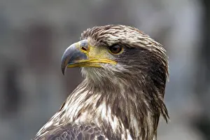 Hawk: Black chested buzzard, Geranoaetus melanoleucus