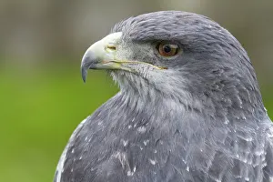Hawk: Black chested buzzard, Geranoaetus melanoleucus