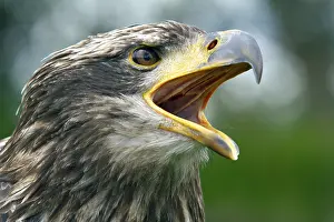 Opened: Black chested buzzard, Geranoaetus melanoleucus