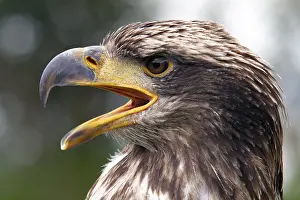 Opened: Black chested buzzard, Geranoaetus melanoleucus
