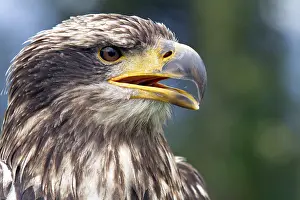 Opened: Black chested buzzard, Geranoaetus melanoleucus