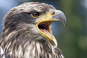 Opened: Black chested buzzard, Geranoaetus melanoleucus
