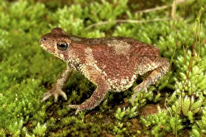 Chested: Black-chested Dwarf Toad