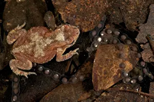 Chested: Black-chested Dwarf Toad in water with eggs