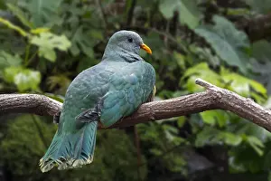 Philippine: Black-chinned fruit dove, black-throated fruit dove (
