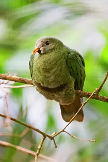 Pigeons: Black-chinned Fruit-dove, perched on branch, native