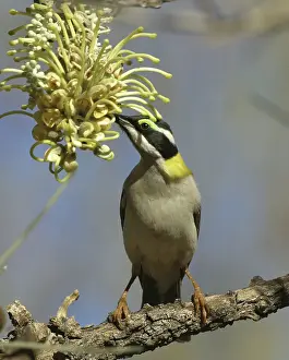 Chinned: Black-chinned / Golden Backed Honeyeater - on Long-leaved