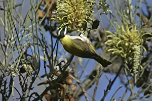 Nectar: Black-chinned / Golden Backed Honeyeater - on Long-leaved
