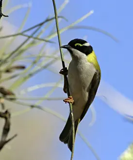 Chinned: Black-chinned / Golden Backed Honeyeater - on Long-leaved