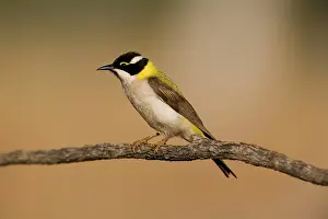 Chinned: Black-chinned Honeyeater