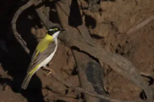 Chinned: Black-chinned Honeyeater - Golden-backed form