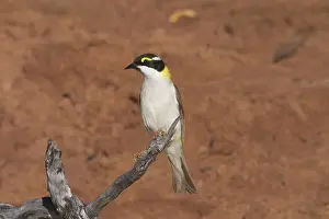 Chinned: Black-chinned Honeyeater - Golden-backed form