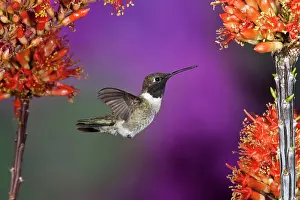 Archilochus: Black-chinned Humingbird, Archilochus alexandri
