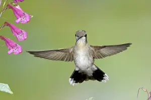 Chinned: Black-chinned Hummingbird