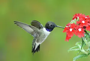 Chinned: Black chinned hummingbird