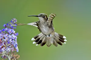 Chinned: Black-chinned Hummingbird