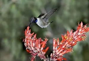 Chinned: Black-chinned Hummingbird