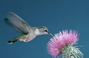 Pollinate: Black-chinned Hummingbird