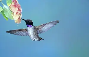Pollinate: Black-chinned Hummingbird
