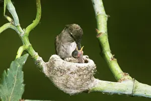 Archilochus: Black-chinned Hummingbird