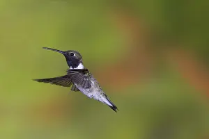 Nectaring: Black-Chinned Hummingbird