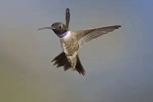 Nectaring: Black-Chinned Hummingbird